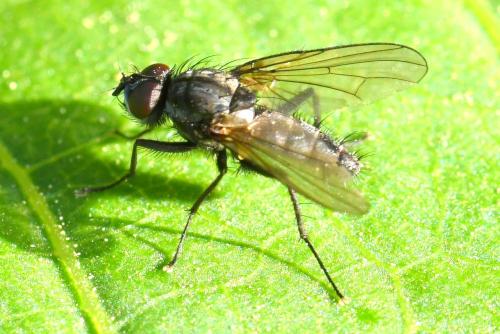 Réf. 335 596 : Delia radicum